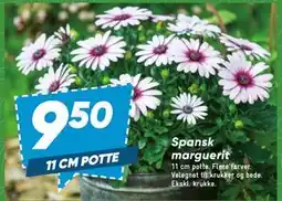Bilka Spansk marguerit tilbud