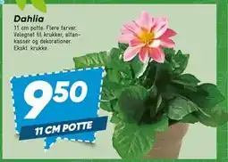 Bilka Dahlia tilbud