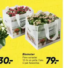 Bilka Blomster tilbud