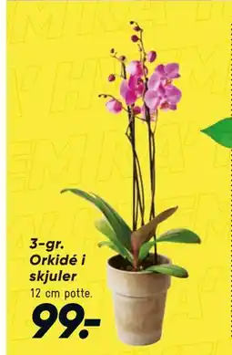 Bilka 3-gr. Orkidé i skjuler tilbud