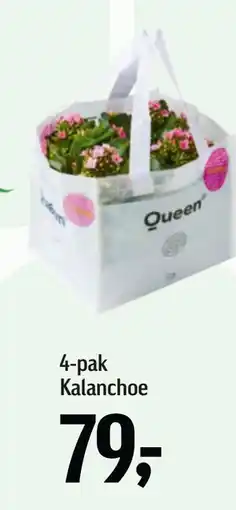 Føtex 4-pak Kalanchoe tilbud
