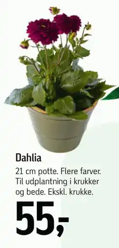 Føtex Dahlia tilbud