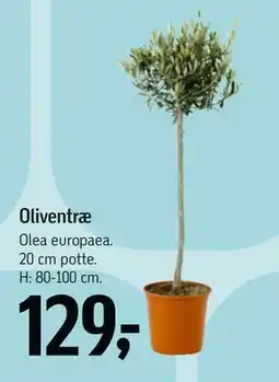 Føtex Oliventræ tilbud