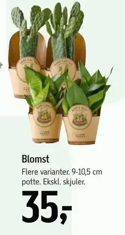 Føtex Blomst tilbud