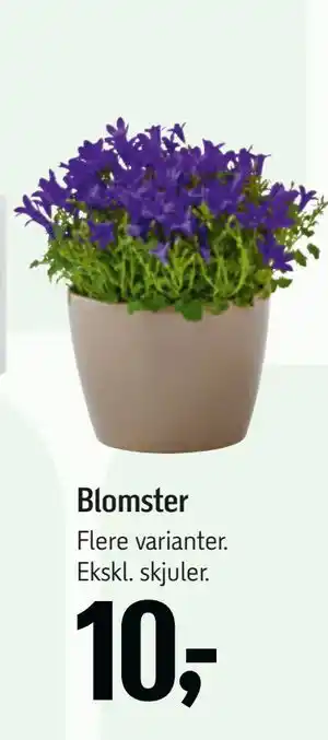 Føtex Blomster tilbud