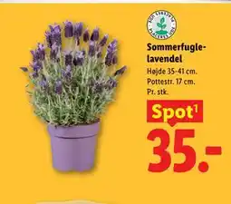 Lidl Sommerfuglelavendel tilbud