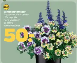 Netto Sommerblomster tilbud