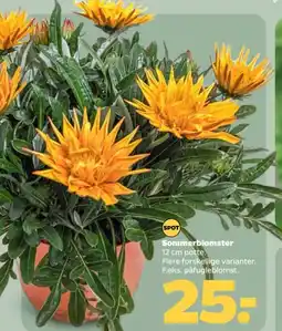 Netto Sommerblomster tilbud