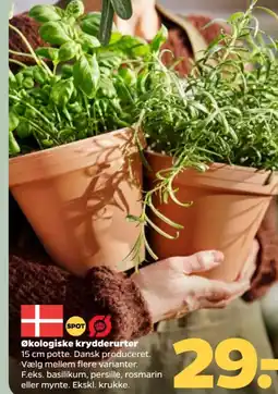 Netto Økologiske krydderurter tilbud