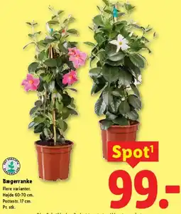 Lidl Bægerranke tilbud