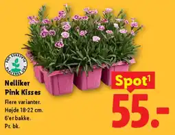 Lidl Nelliker Pink Kisses tilbud
