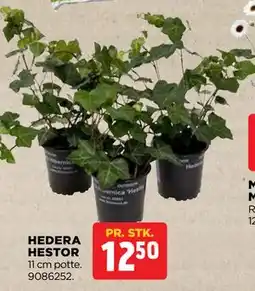jem & fix HEDERA HESTOR tilbud