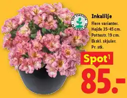 Lidl KIMS Peanuts tilbud