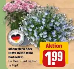 REWE DE Männertreu oder rewe beste wahl bartnelke tilbud