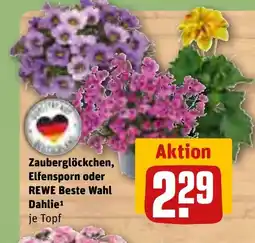REWE DE Zauberglöckchen, elfensporn oder rewe beste wahl dahlie tilbud