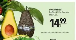 Citti Avocado Hass tilbud