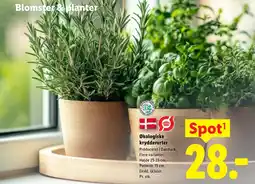 Lidl Økologiske krydderurter tilbud