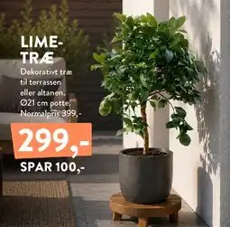 Plantorama LIME-TRÆ tilbud