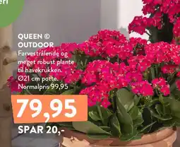 Plantorama QUEEN OUTDOOR tilbud