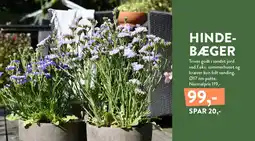 Plantorama HINDE-BÆGER tilbud