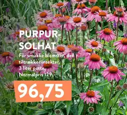 Plantorama PURPUR SOLHAT tilbud