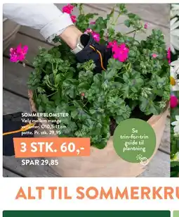 Plantorama SOMMERBLOMSTER tilbud