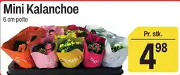 ABC Lavpris Mini Kalanchoe tilbud