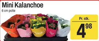 ABC Lavpris Mini Kalanchoe tilbud