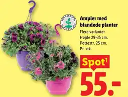 Lidl Ampler med blandede planter tilbud