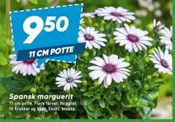 Bilka Spansk marguerit tilbud