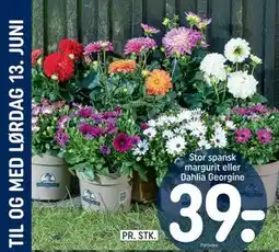 REMA 1000 Stor spansk margurit eller Dahlia Georgine tilbud