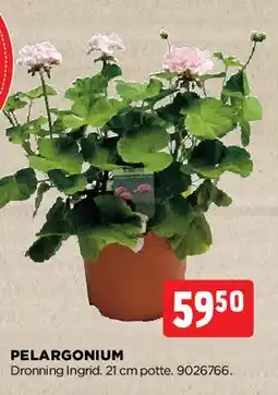 jem & fix Pelargonium (Dronning Ingrid) tilbud