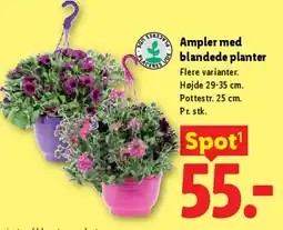 Lidl Amplar med blandede planter tilbud