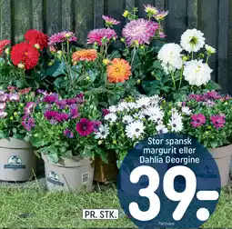REMA 1000 Stor spansk margurit eller Dahlia Georgine tilbud