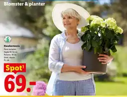 Lidl Havehortensia tilbud