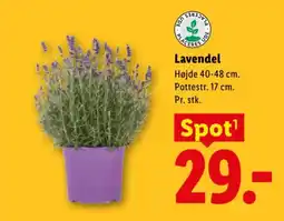 Lidl Lavendel tilbud