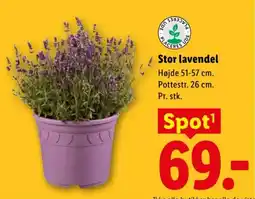 Lidl Stor lavendel tilbud