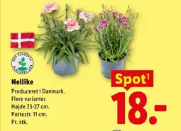 Lidl Nellike tilbud