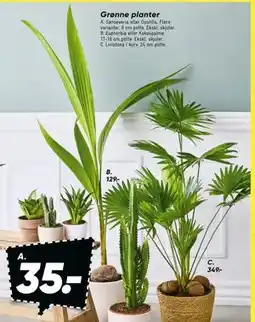 Bilka Grønne planter tilbud