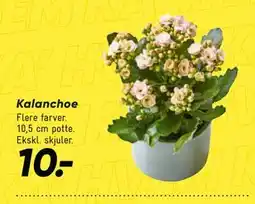Bilka Kalanchoe tilbud