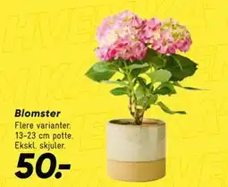 Bilka Blomster tilbud