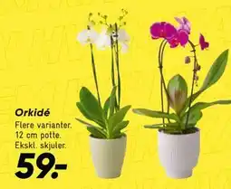 Bilka Orkidé tilbud