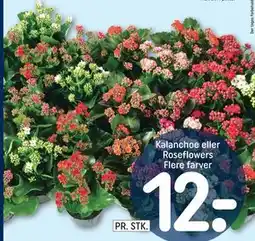REMA 1000 Kalanchoe eller Roseflowers tilbud