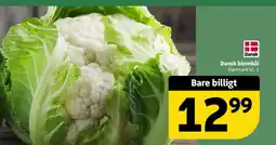Løvbjerg Dansk blomkål Danmark kl. 1 tilbud
