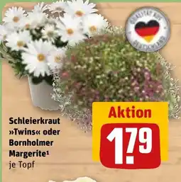 REWE DE Schleierkraut Twins oder Bornholmer Margerite tilbud