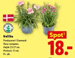Lidl Nellike tilbud