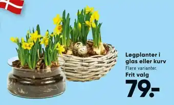 Bilka Løgplanter i glas eller kurv tilbud