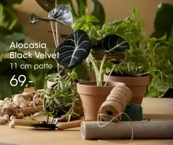 Bilka Alocasia Black Velvet tilbud