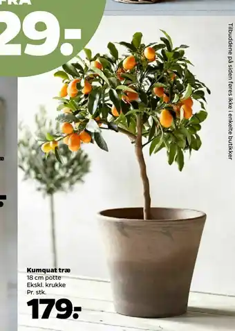 Netto Kumquat træ tilbud