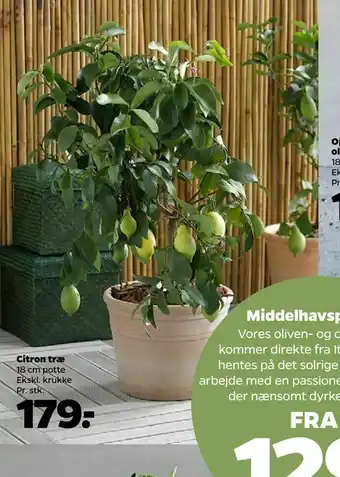 Netto Citron træ tilbud